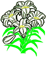 lillies005.gif